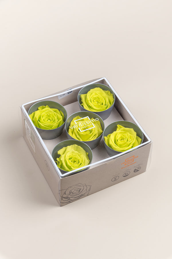 Rose Queen - Box 5 heads