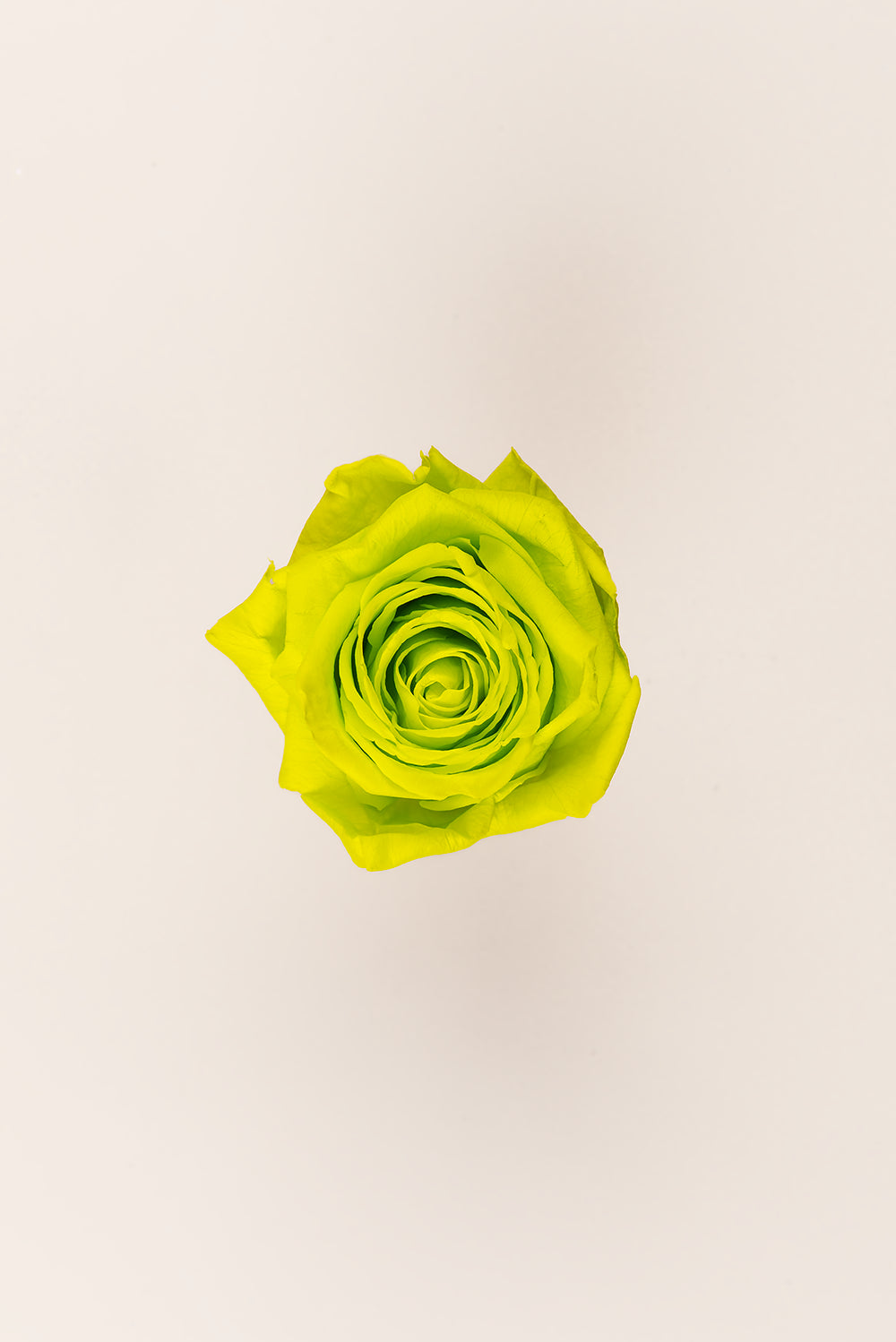 Rosa Queen a granel - Pack 120 u.