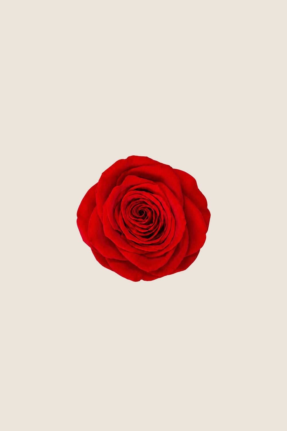 Rosa Queen a granel - Pack 120 u.