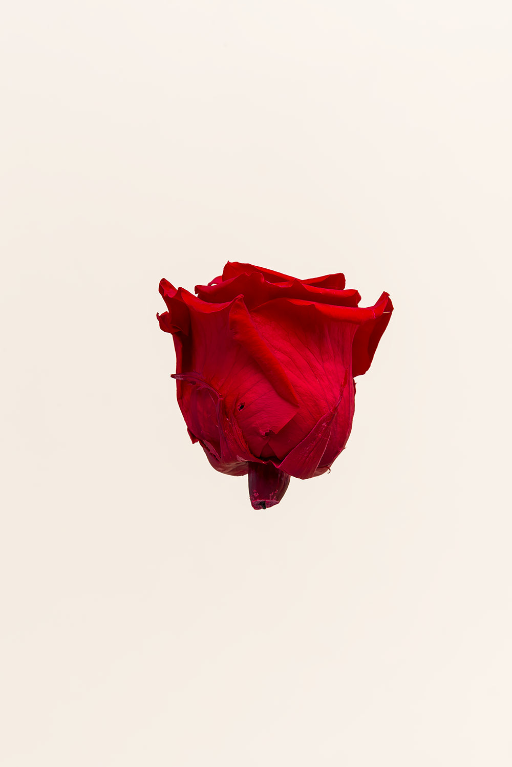 Rosa Queen a granel - Pack 120 u.