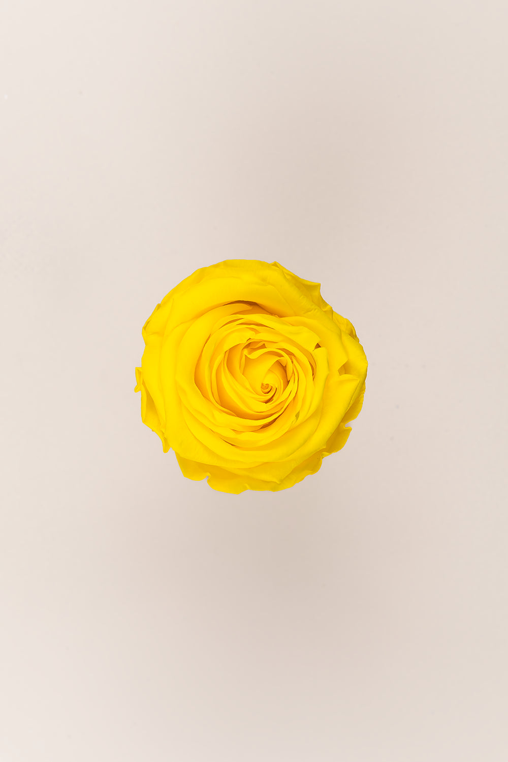 Rosa Queen a granel - Pack 120 u.