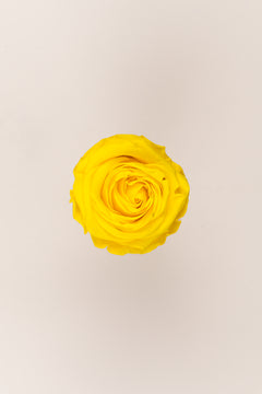 Amarillo brillante