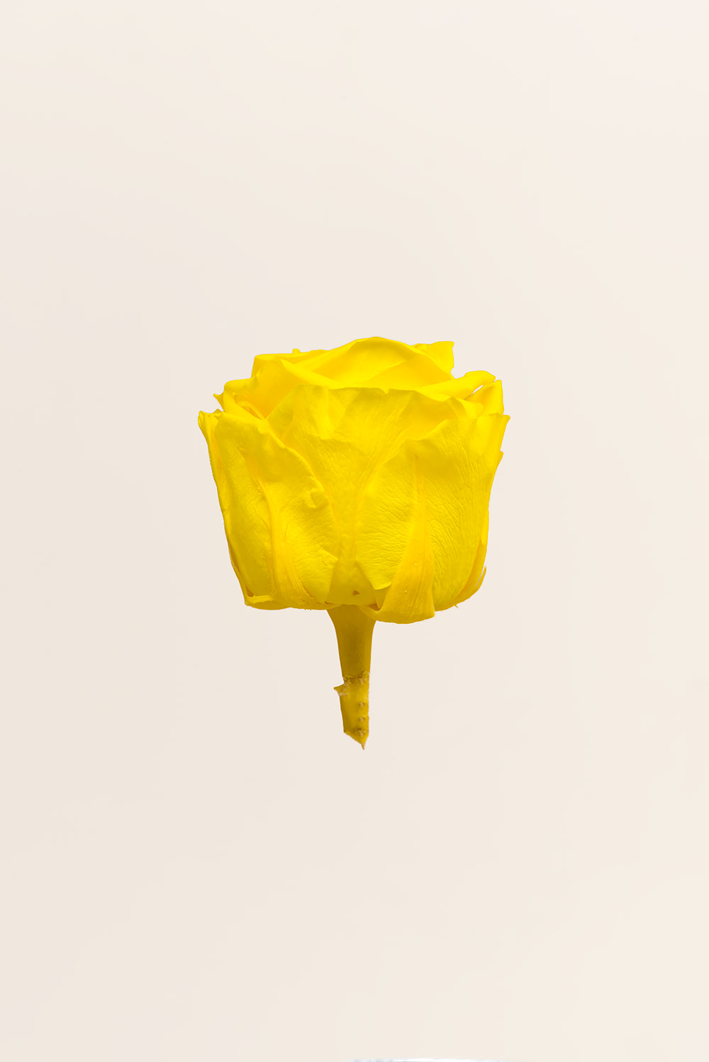 Rosa Queen a granel - Pack 120 u.