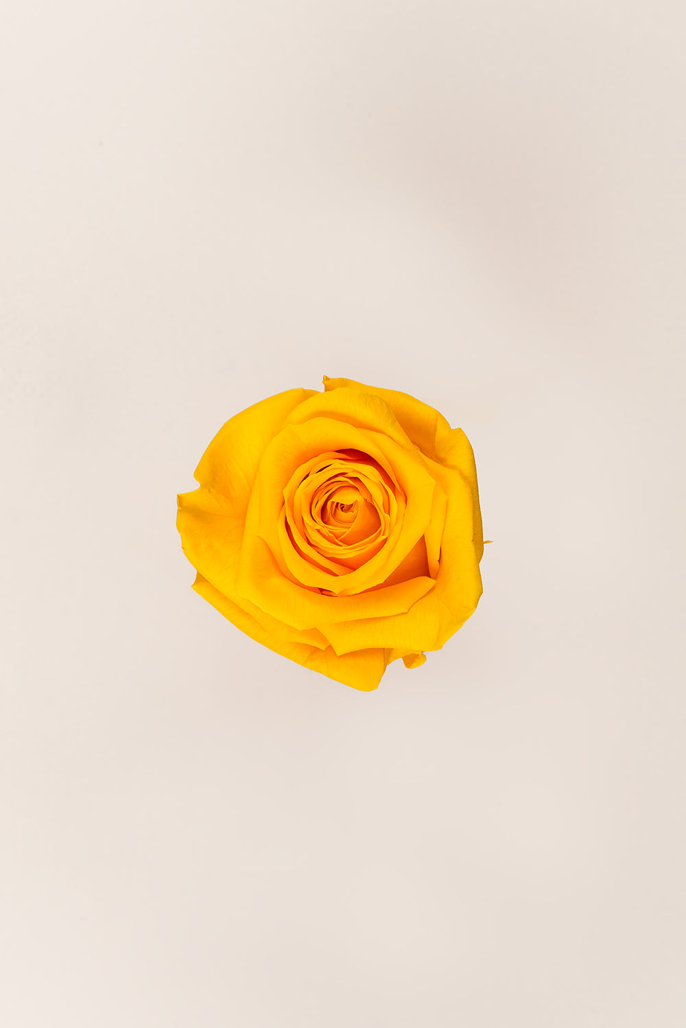 Rosa Queen a granel - Pack 120 u.