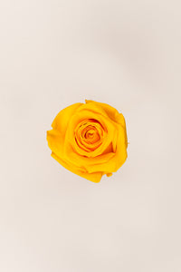 Jaune chaud