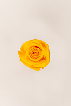 Amarillo Cálido
