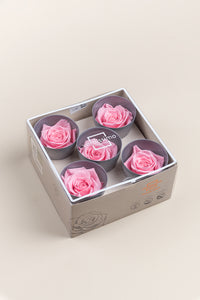 Rose pâle