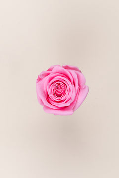 Rosa pastel