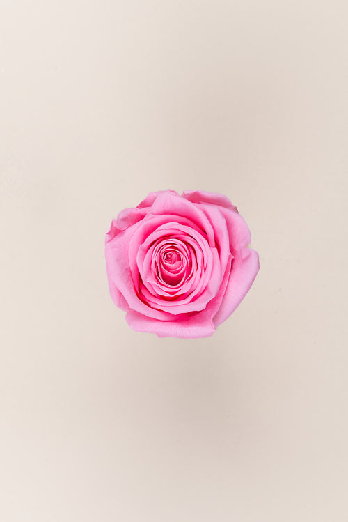 Rose Queen Bulk - Pack 120 u.