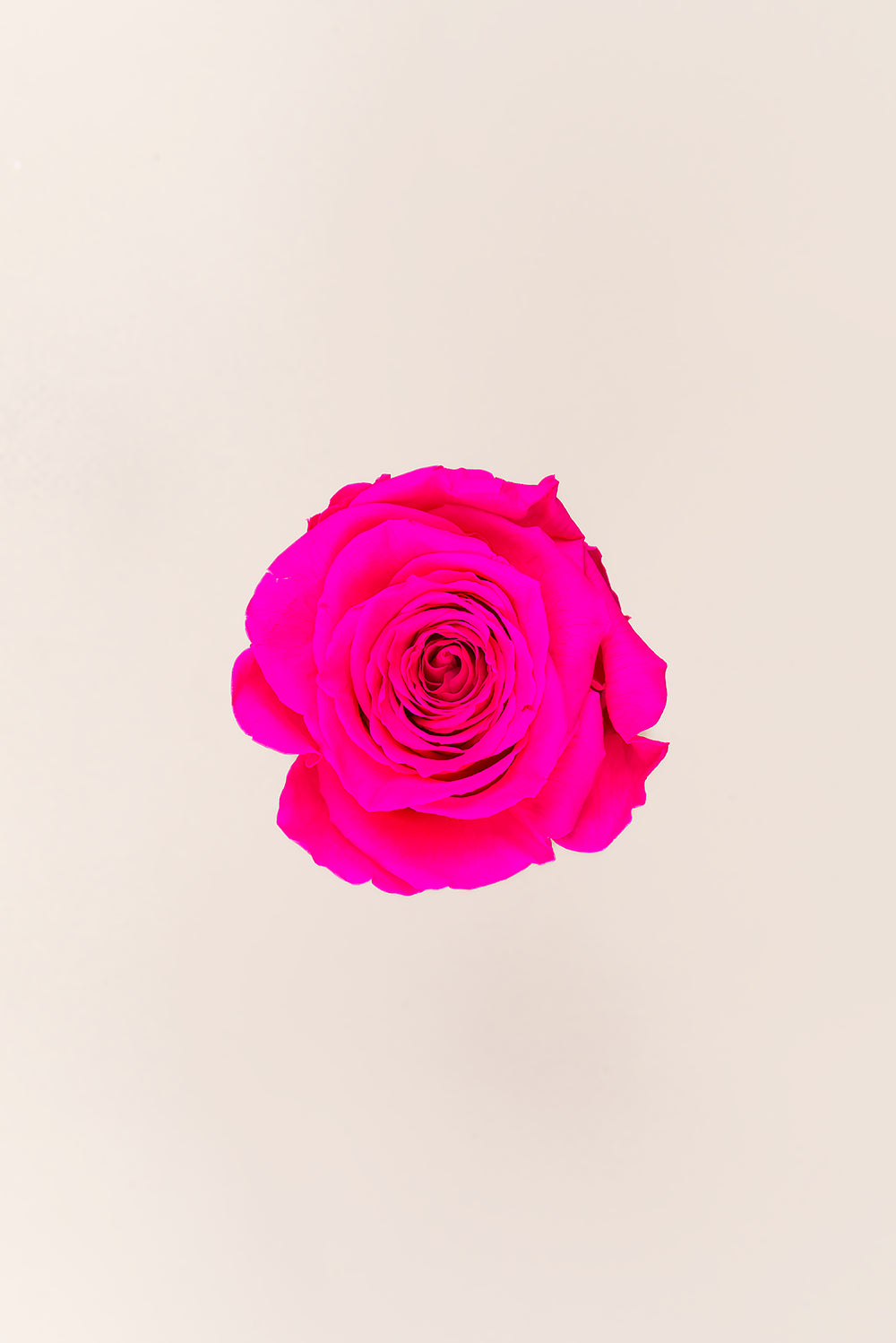 Rosa Queen a granel - Pack 120 u.
