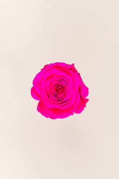 Rosa Brillante