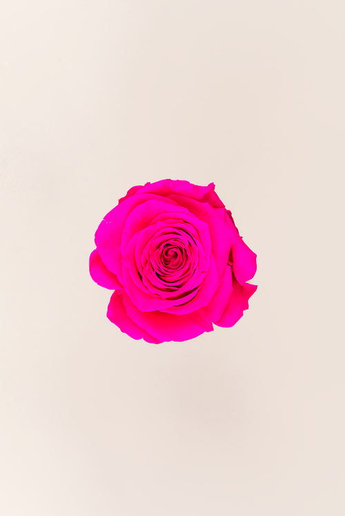Rosa Queen a granel - Pack 120 u.