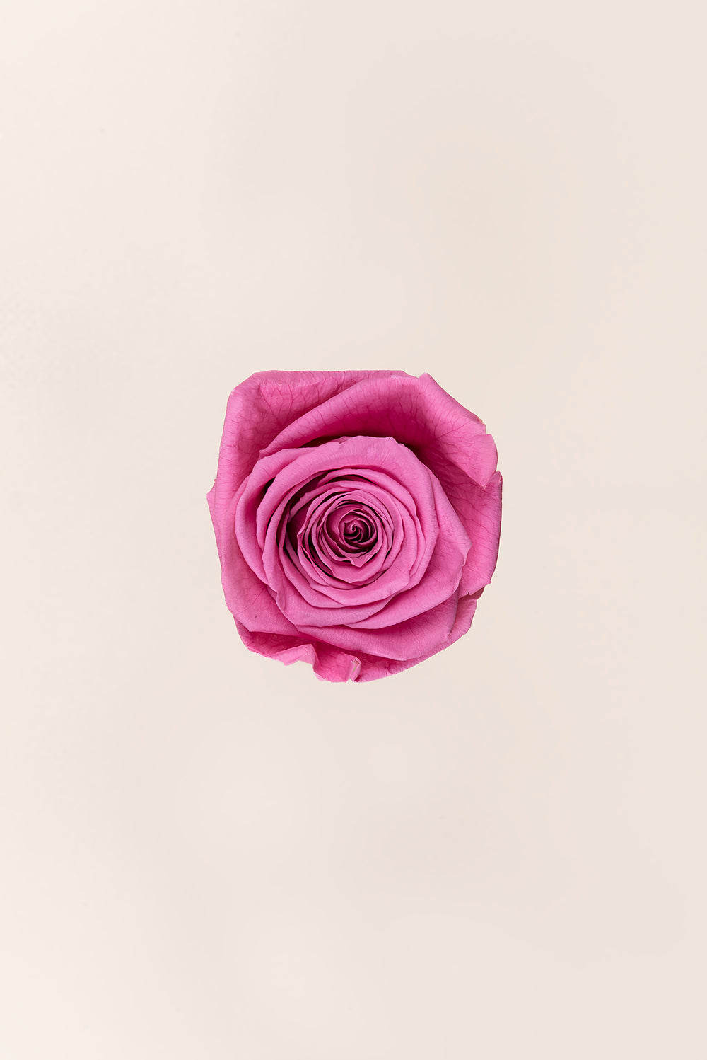 Rosa Queen a granel - Pack 120 u.