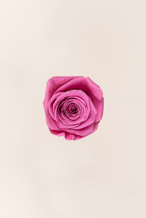 Rose Queen Bulk - Pack 120 u.