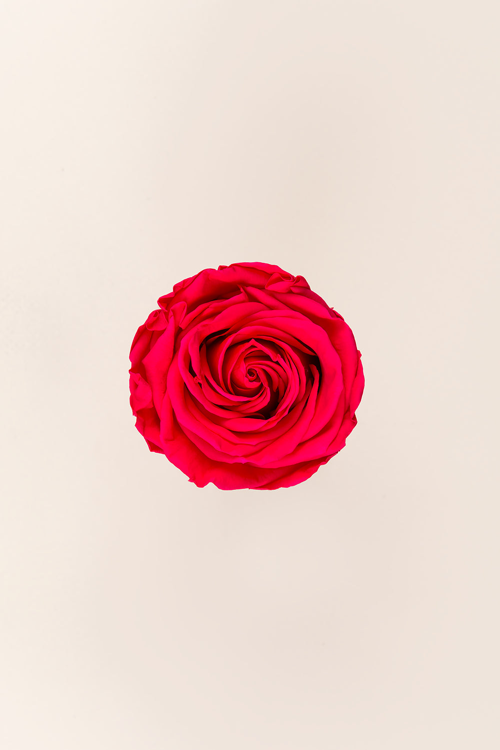Rosa Queen a granel - Pack 120 u.