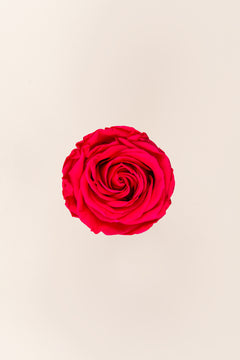 Rosa oscuro