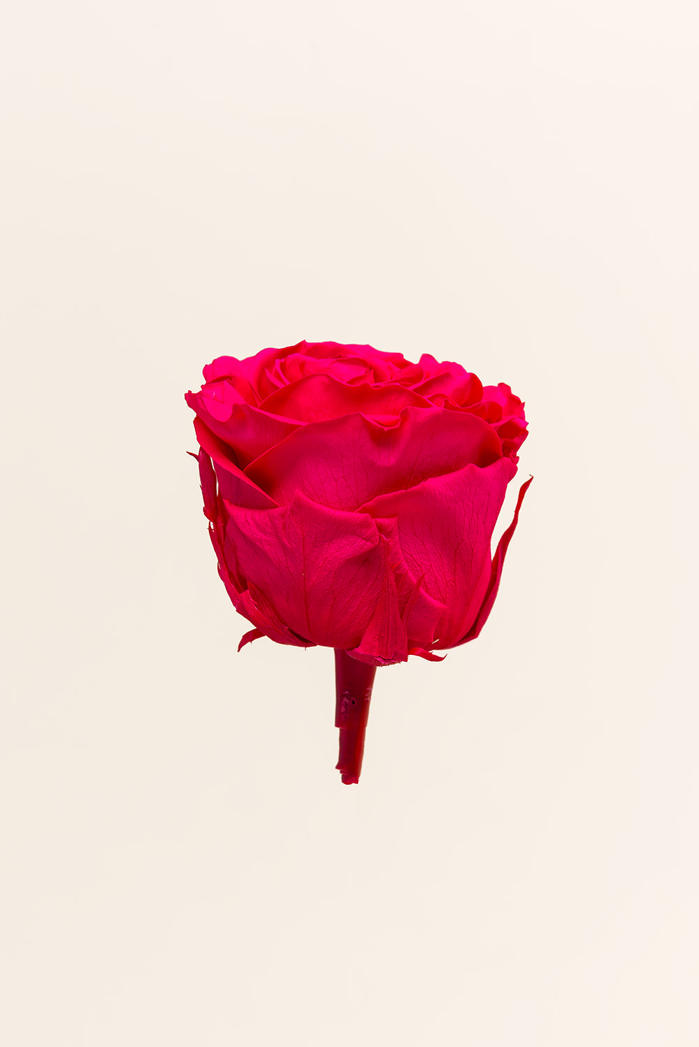 Rosa Queen a granel - Pack 120 u.