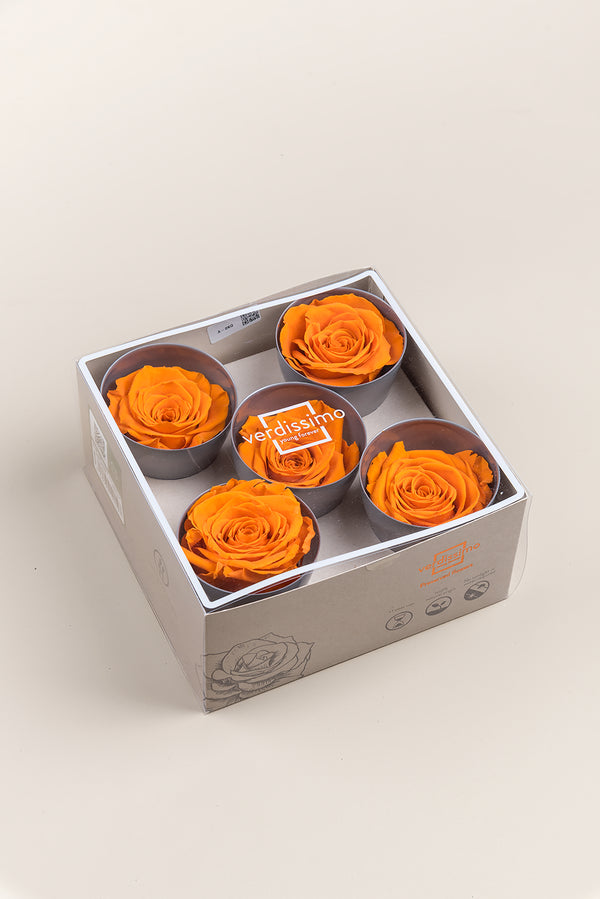 Rose Queen - Box 5 heads