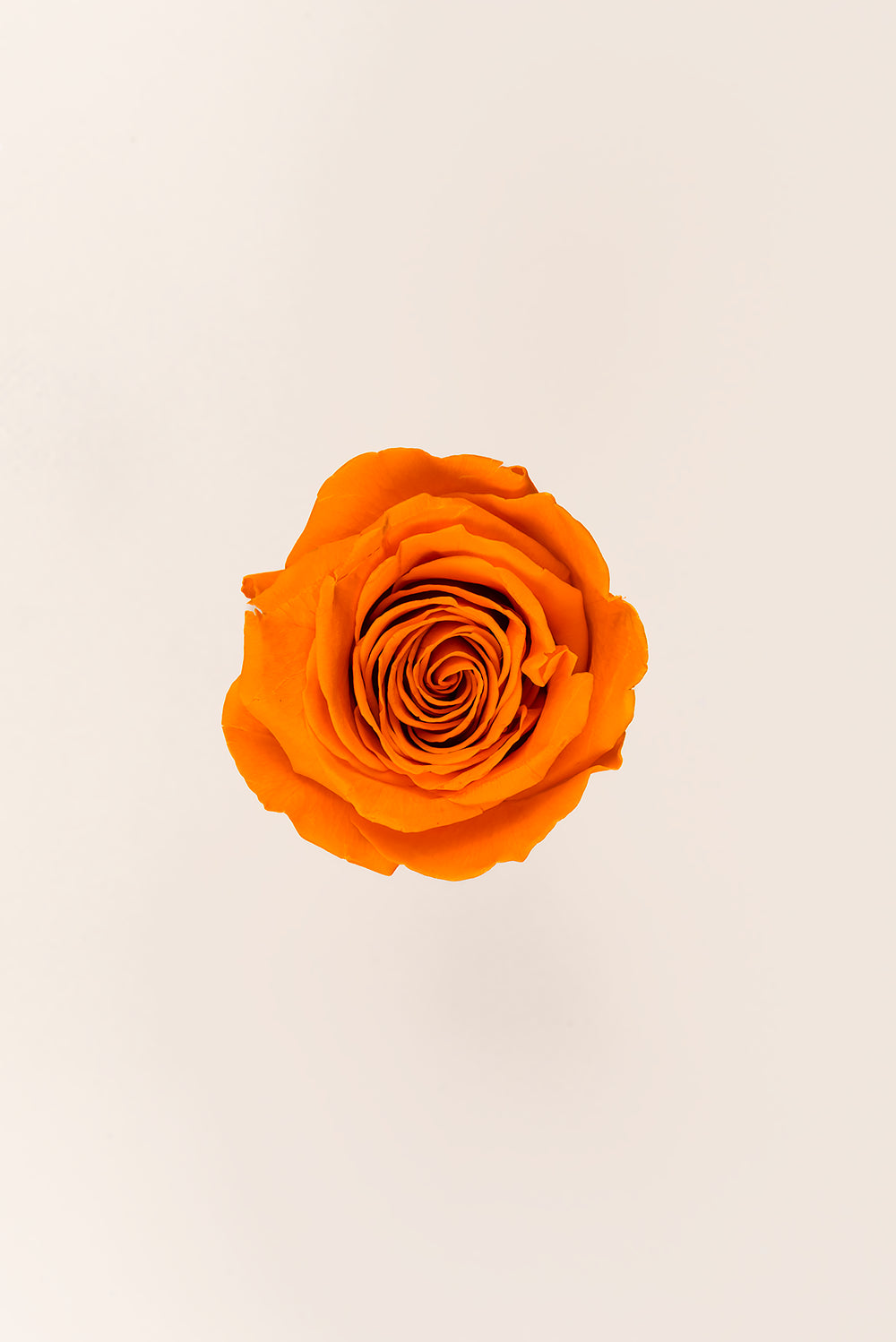 Rosa Queen a granel - Pack 120 u.