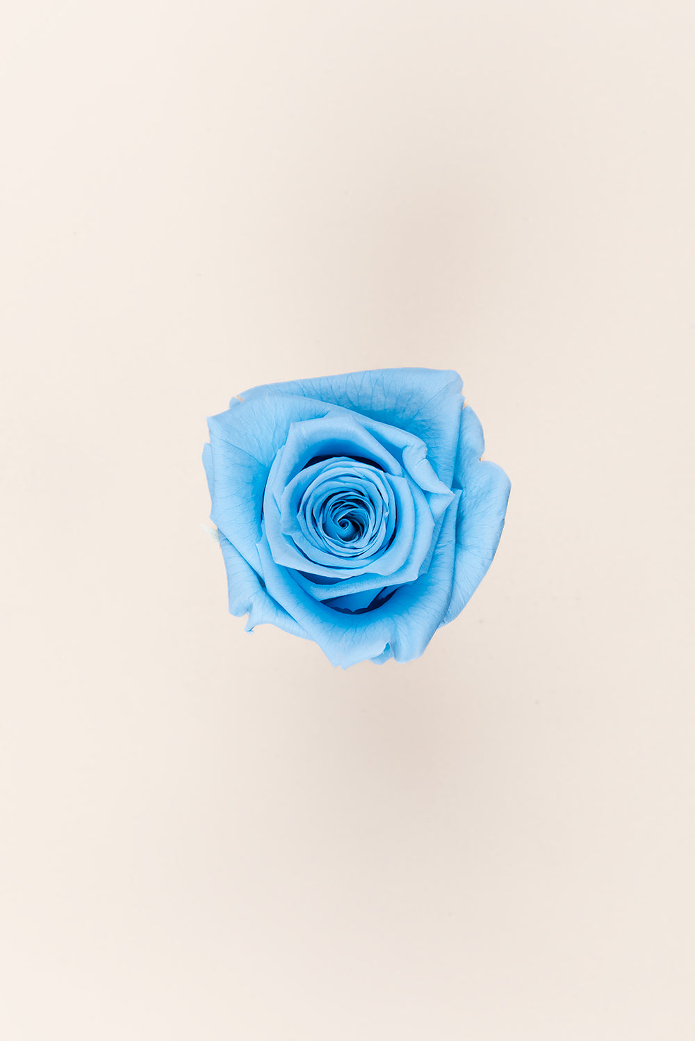Rosa Queen a granel - Pack 120 u.