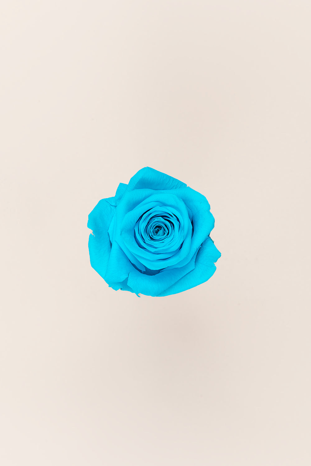 Rosa Queen a granel - Pack 120 u.