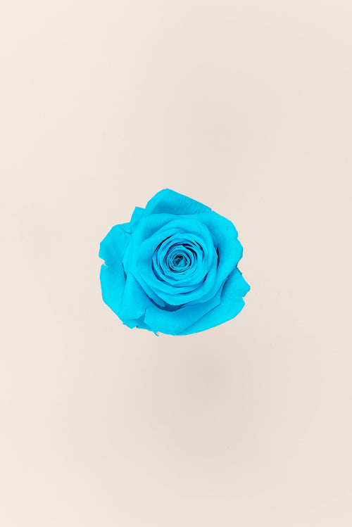 Rose Queen Vrac - Lot 120 u.
