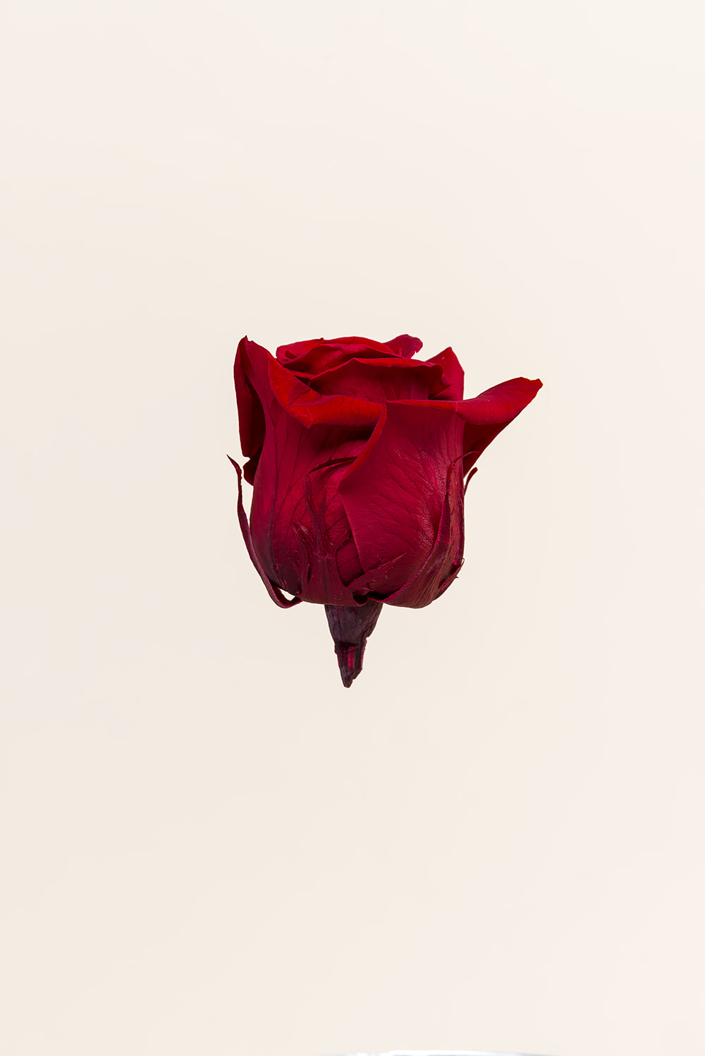 Rosa Queen - Caja 5 cabezas