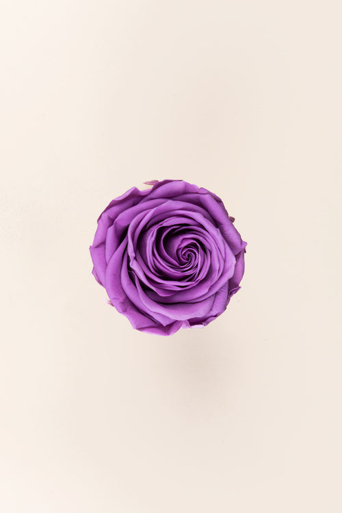 Rose Queen Vrac - Lot 120 u.