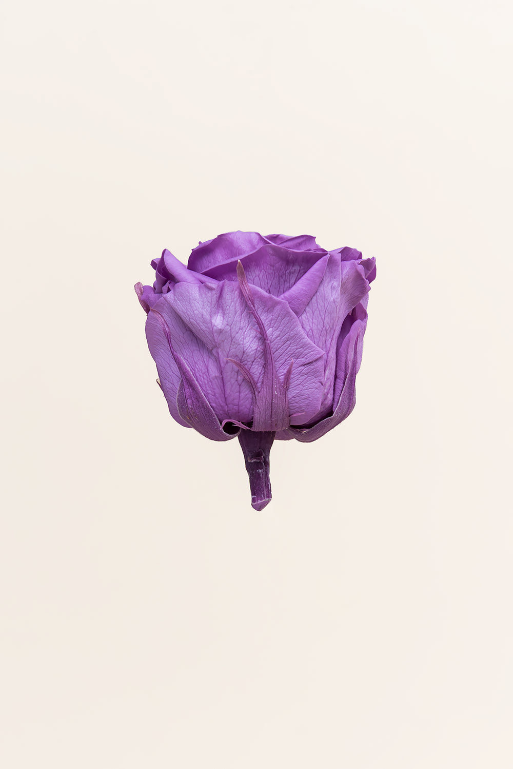 Rosa Queen a granel - Pack 120 u.