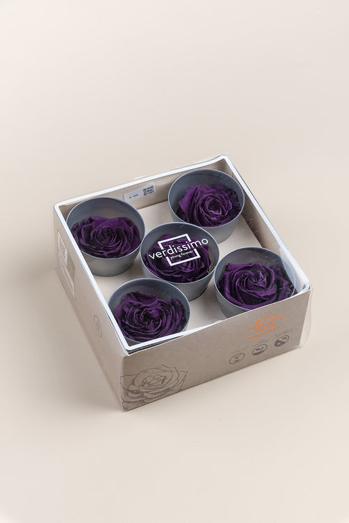Rosa Queen - Caja 5 cabezas