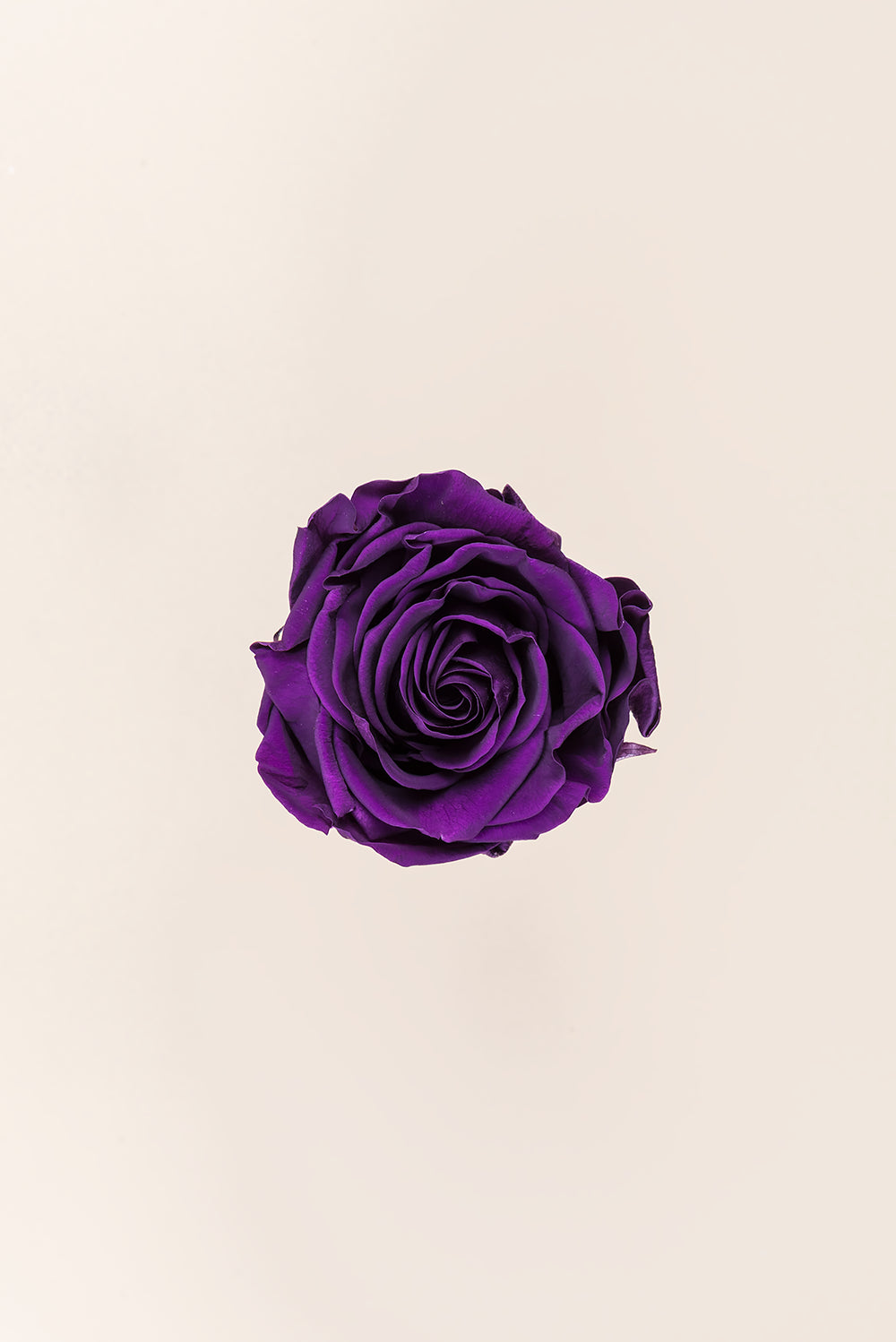 Rosa Queen a granel - Pack 120 u.