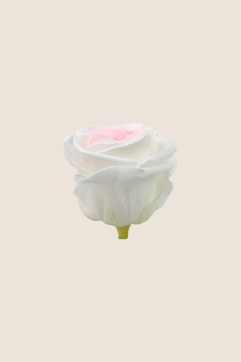 Rosa Queen - Caja 5 cabezas