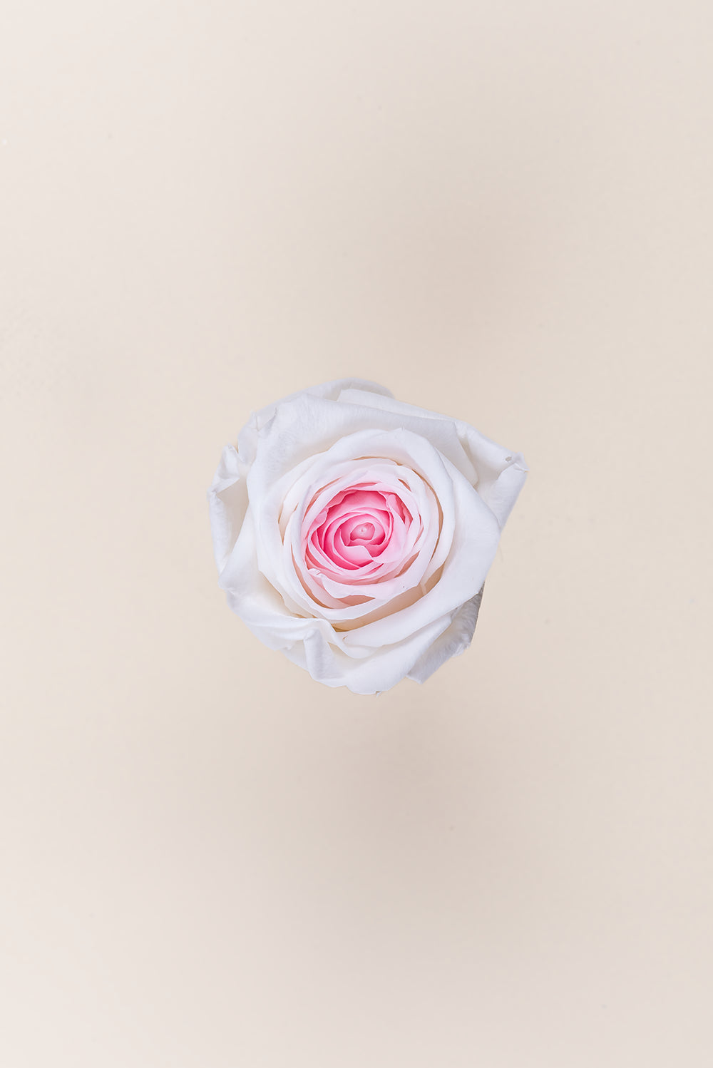 Rosa Queen - Caja 5 cabezas