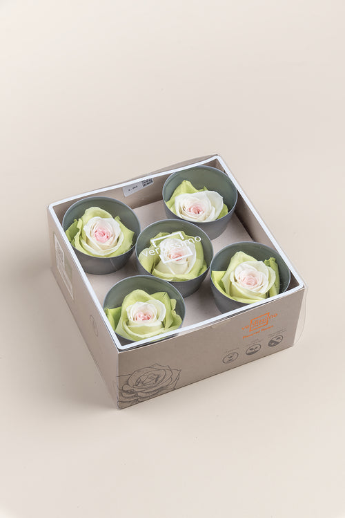 Rose Queen - Case 5 têtes
