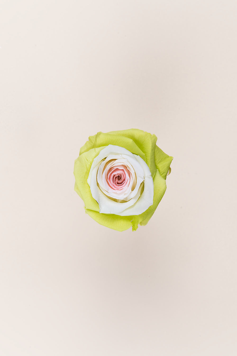 Rosa Queen - Caja 5 cabezas