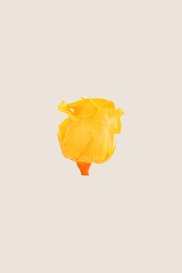 Rose Standard - Boîte 6 têtes