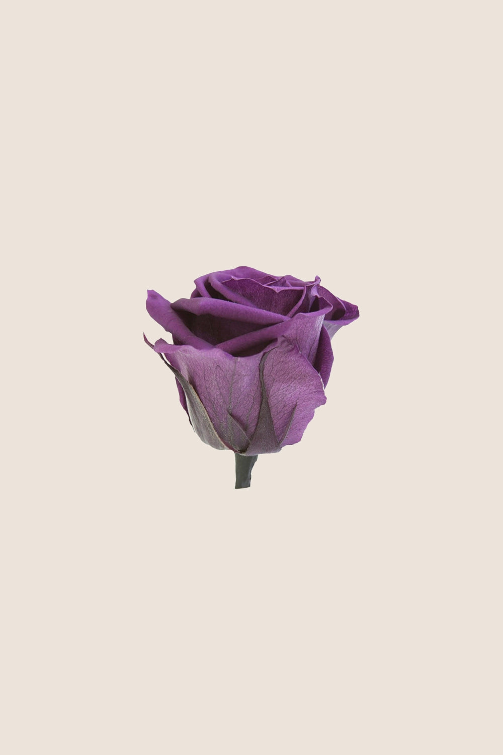 Rose Standard Bulk - Pack 195 u.
