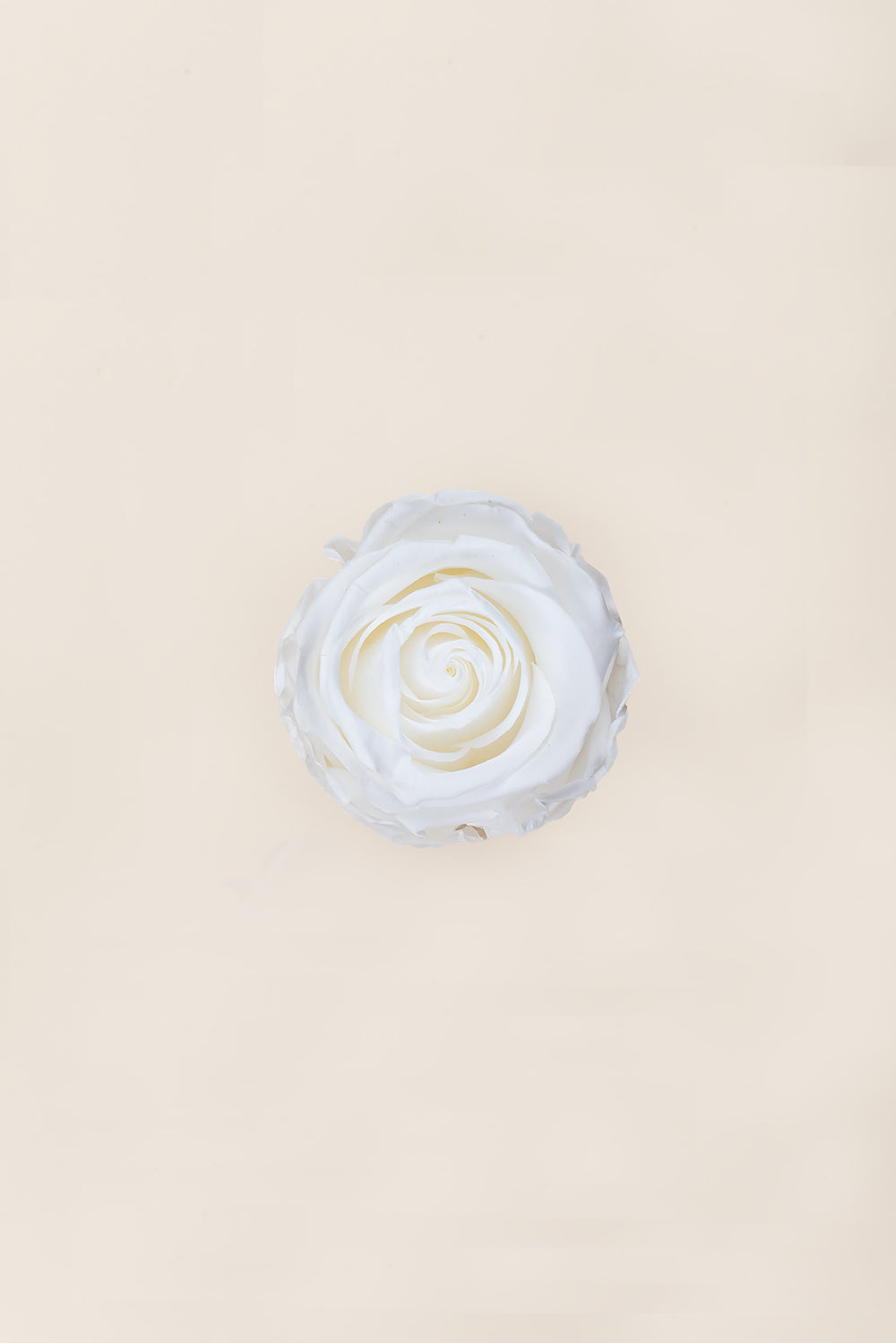 Rose Standard - Boîte 6 têtes