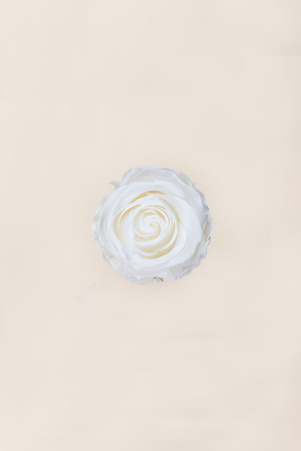 Rose Standard - Boîte 6 têtes