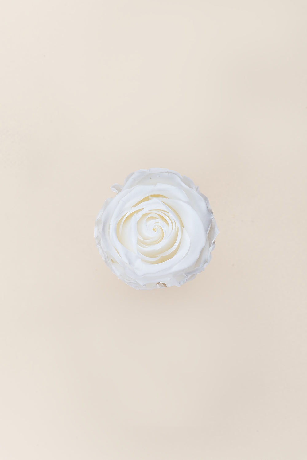 Rose Standard Bulk - Pack 195 u.