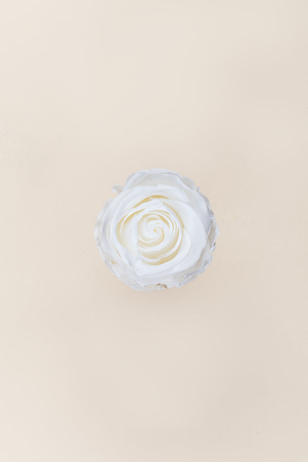 Rose Standard Bulk - Pack 195 u.