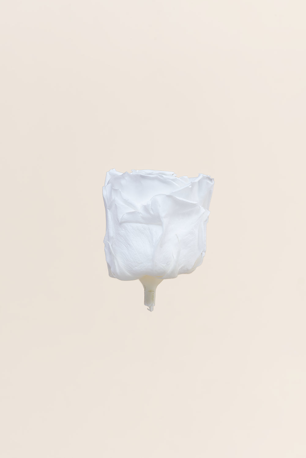 Rose Standard - Boîte 6 têtes