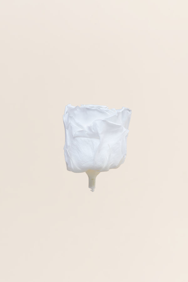 Rose Standard - Boîte 6 têtes
