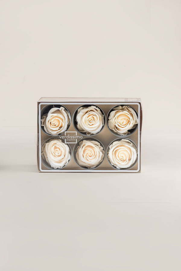 Rose Standard - Boîte 6 têtes