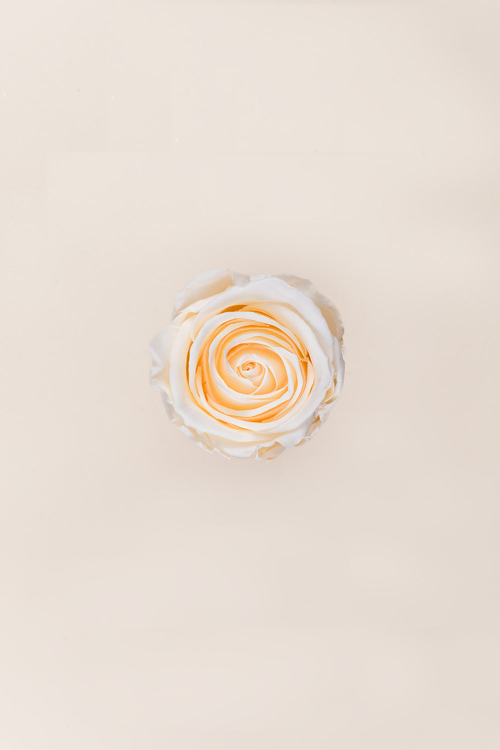 Rose Standard Bulk - Pack 195 u.