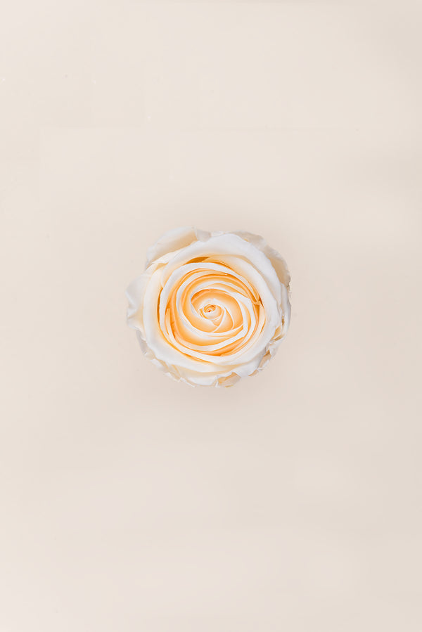 Rose Standard - Boîte 6 têtes