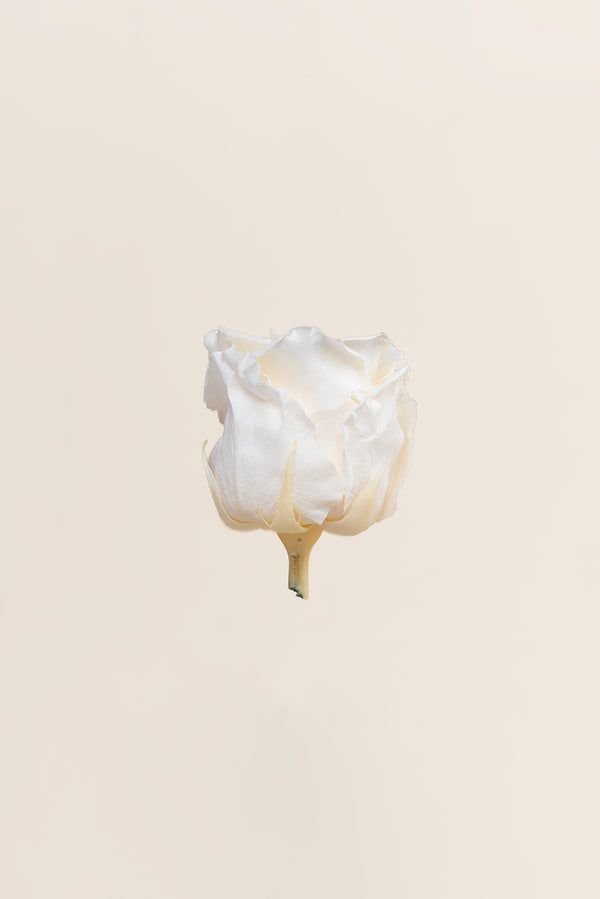 Rose Standard - Boîte 6 têtes