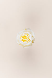 Crème Vanille