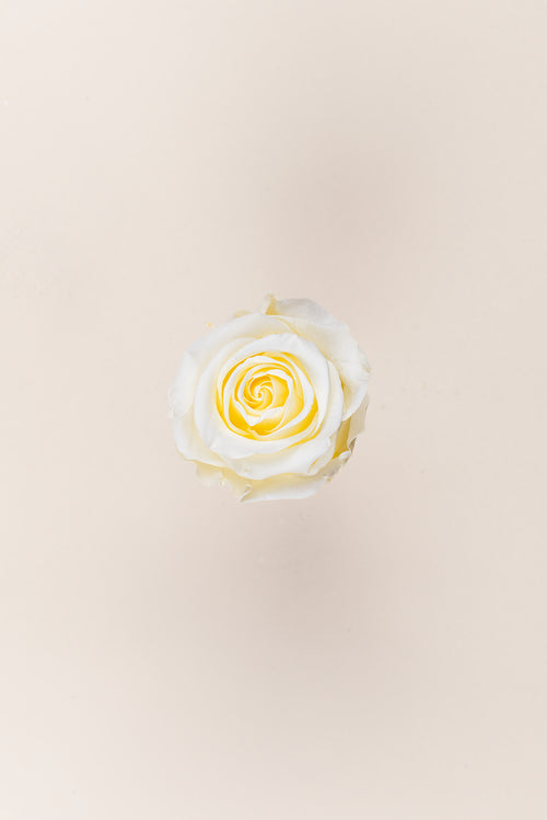 Rosa estándar a granel - Pack 195 u.