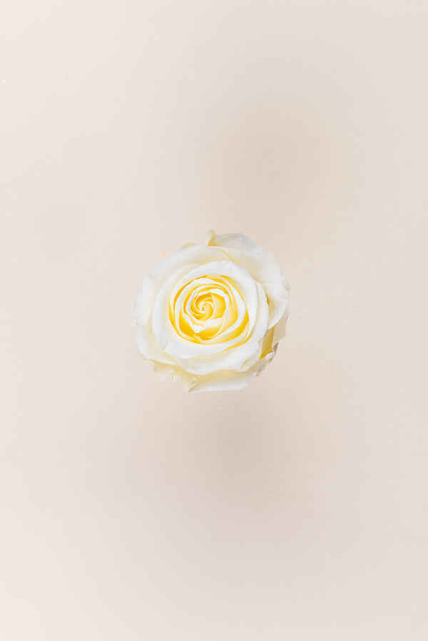 Rose Standard - Boîte 6 têtes
